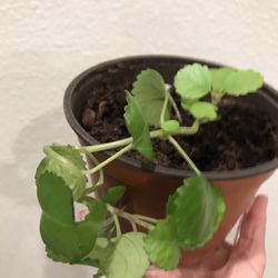 Indoor Swedish Ivy Plant