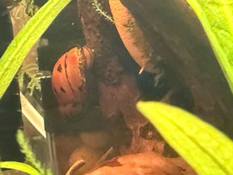 Free Nerite snails and other snails