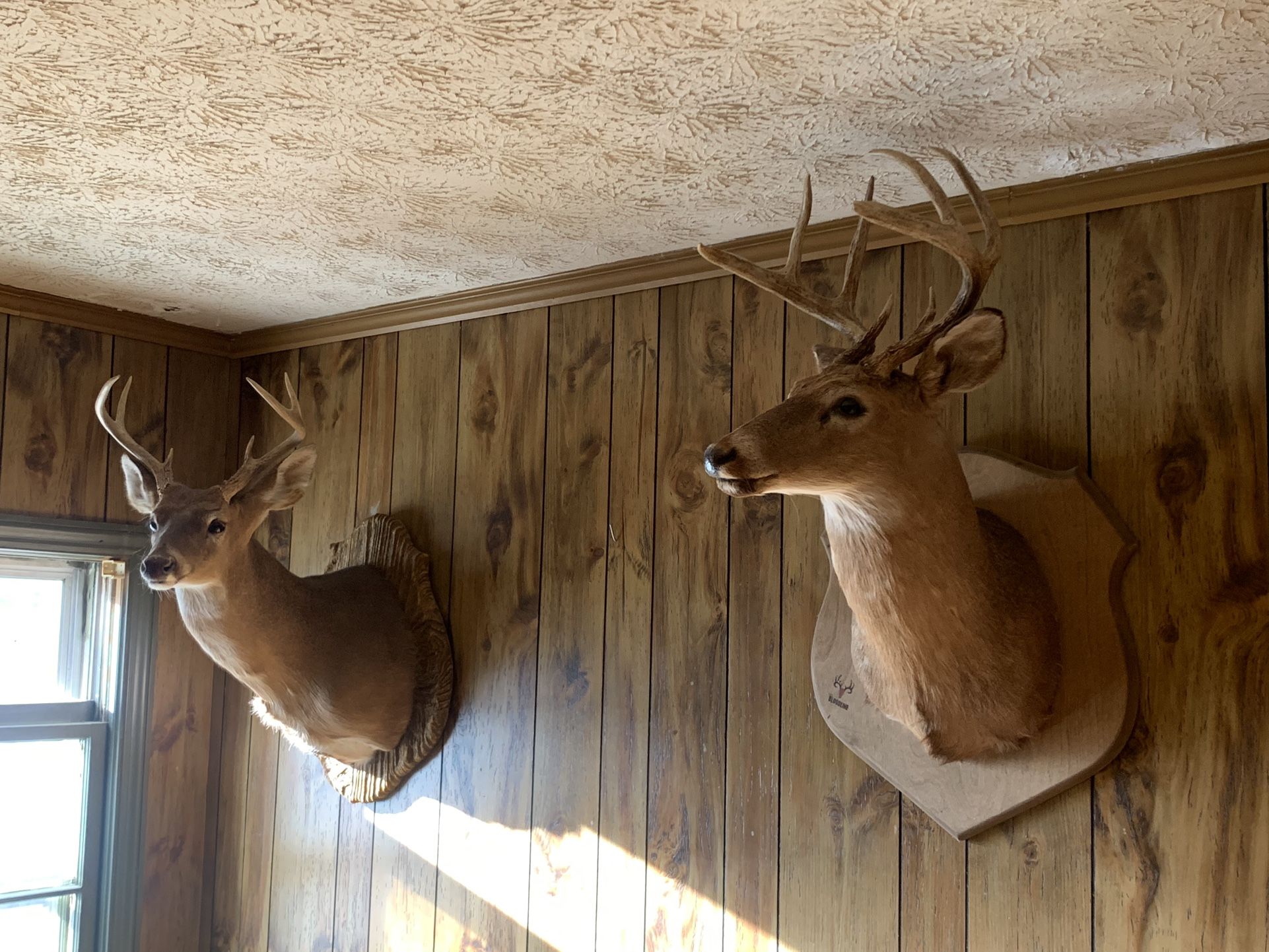 Two Mounted Bucks 9 Pointers 