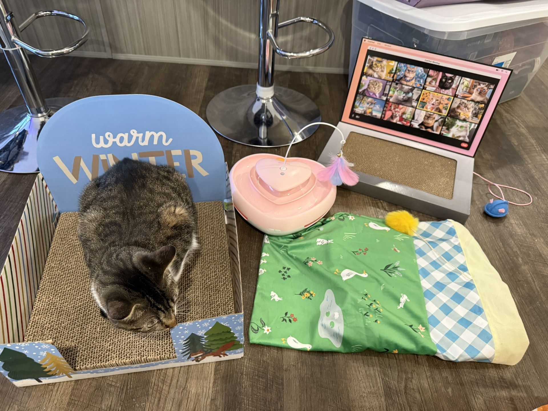 cat toy lot