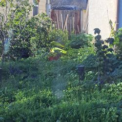 Affordable Gardening