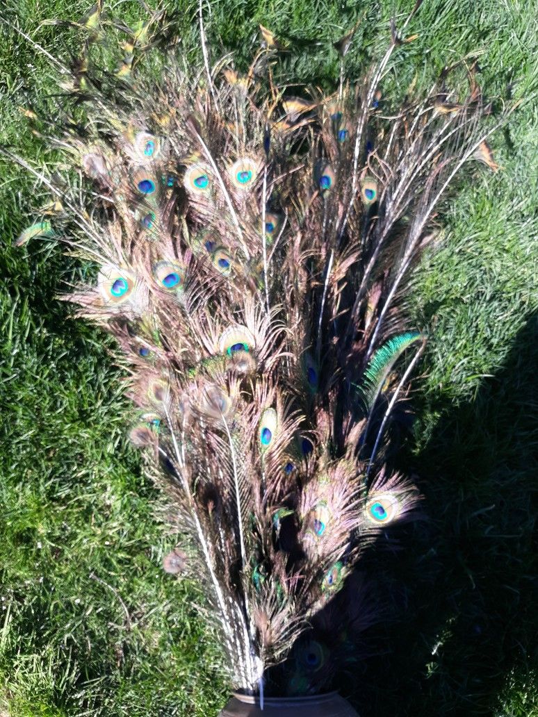 Peacock Feathers Large Bunch