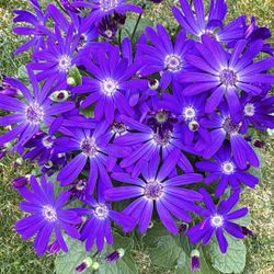 🌸 Pericallis in Full Bloom – 1 Gallon Pot 🌸