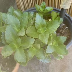 Plant- Not Sure What Type