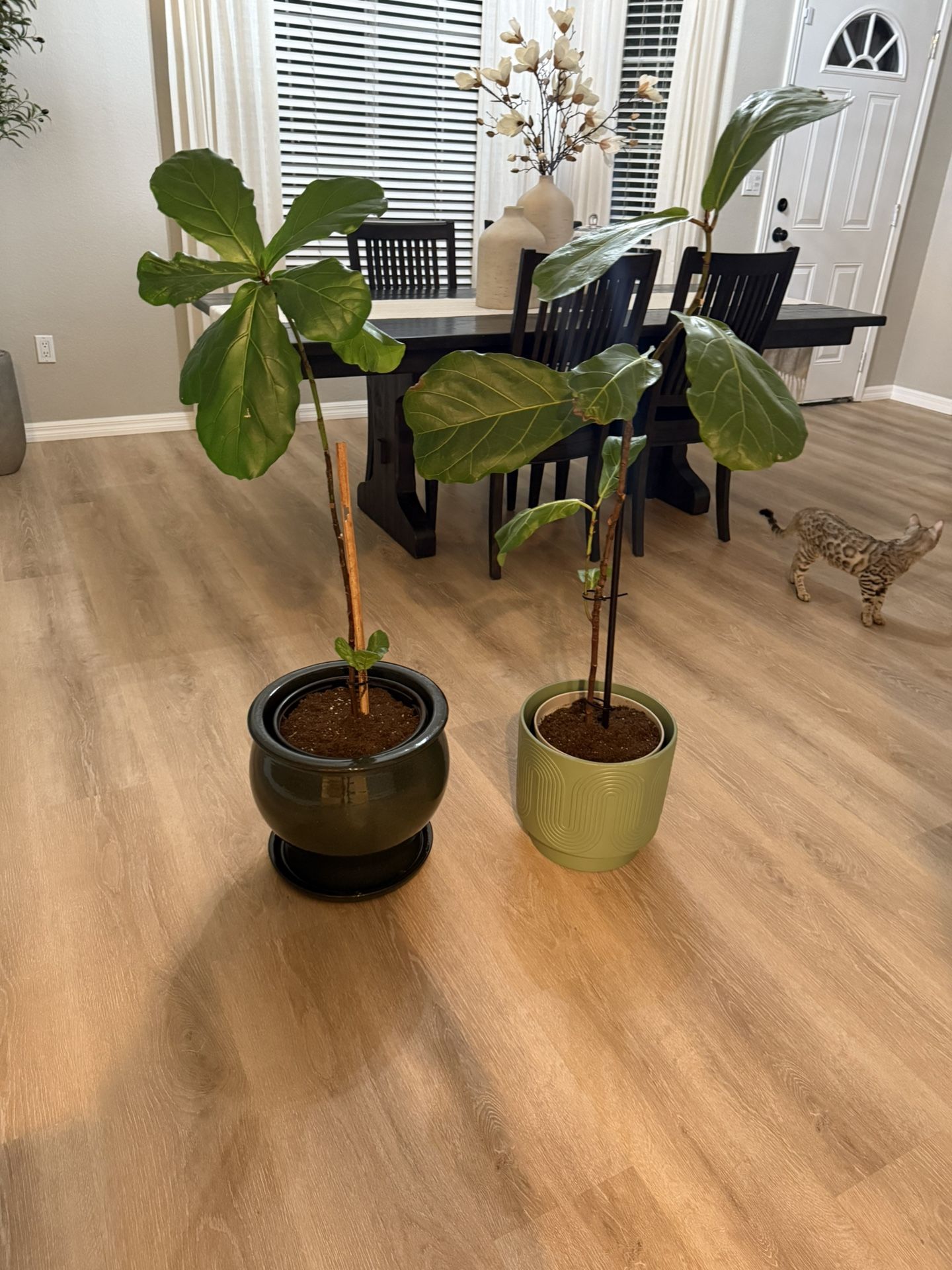 Plant