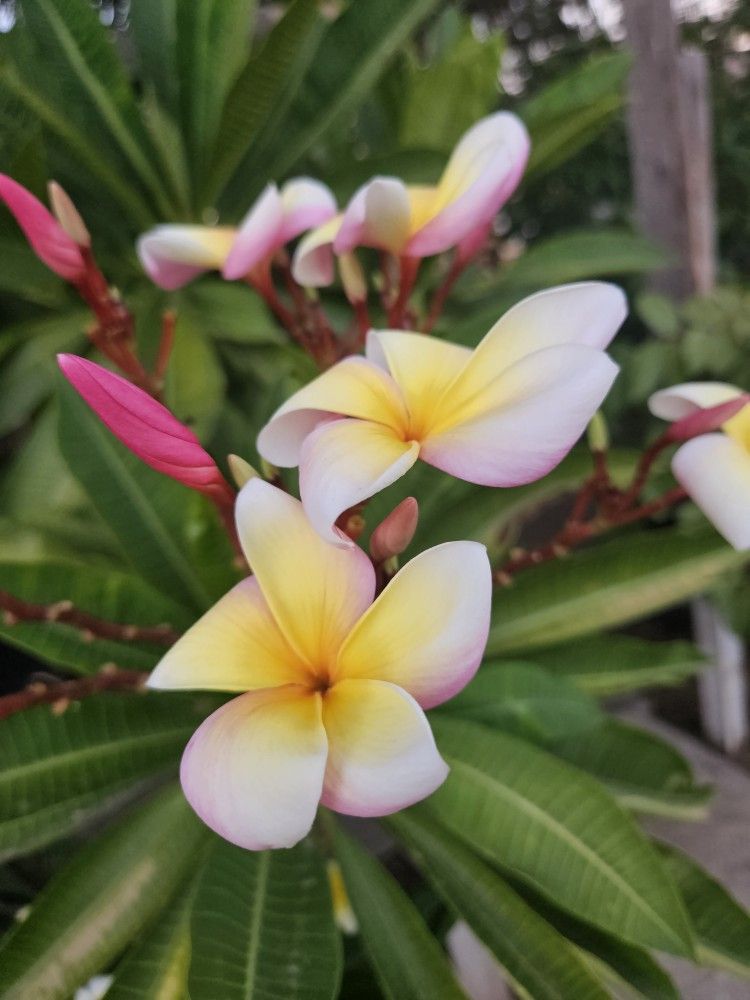 15 Gallons Plumerias