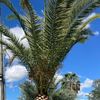 Miami Garden 