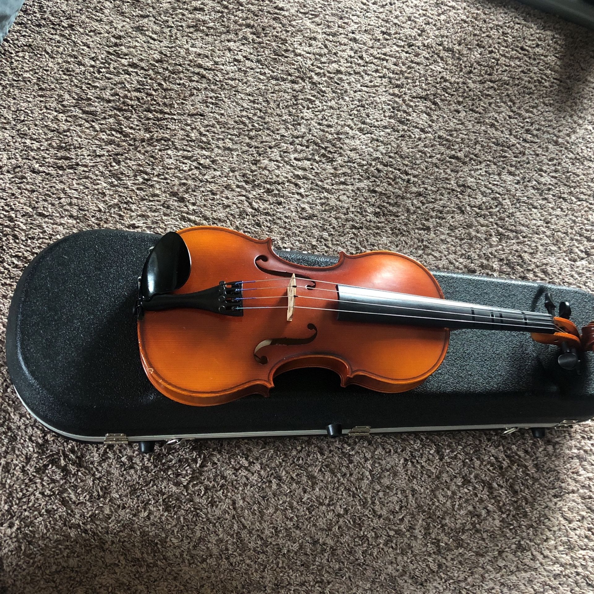 Viola