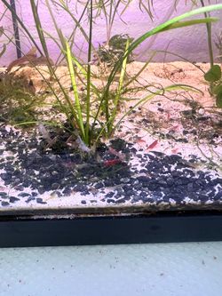10 for $10 shrimp painting