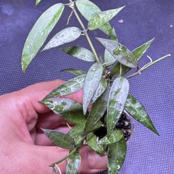 Hoya Lacunosa Mr tent 
