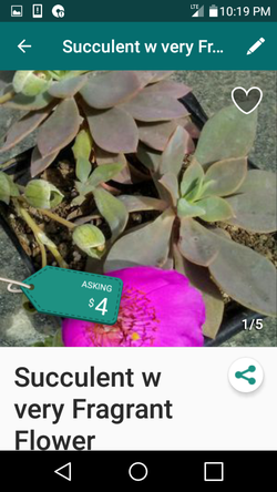 Succulent w very Fragrant Flower