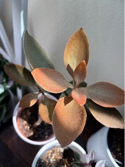 Kalanchoe Cooper Spoon #2