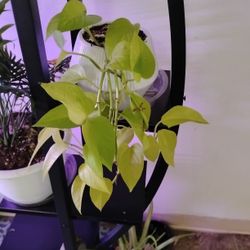 Plant 