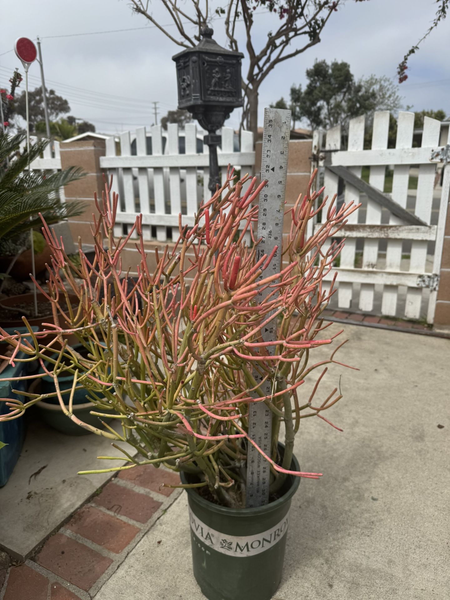 Fire Bush