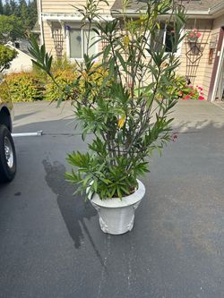 Free Red Oleander shrub
