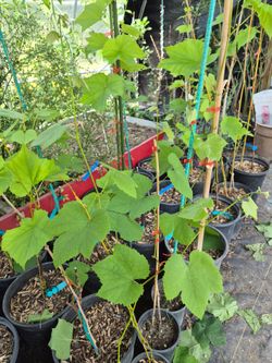 Sweet and Seedless Grape Vine