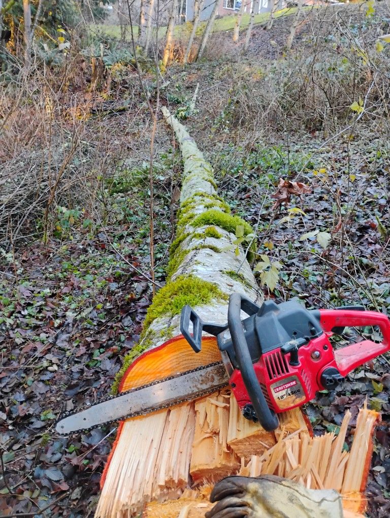 Alder Log