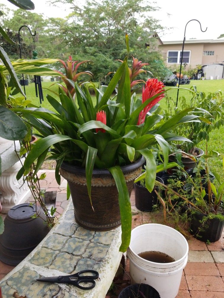 10 BROMELIAS IN FANCY POT $40 FIRM PRICE
