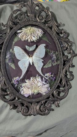Luna moth taxidermy in a bubble frame