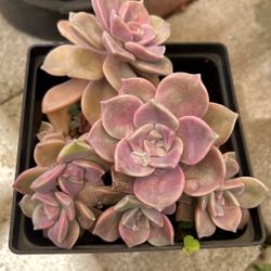 Graptopetalum 'Purple Delight Succulent Plants 