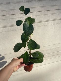 Hoya Obovata splash