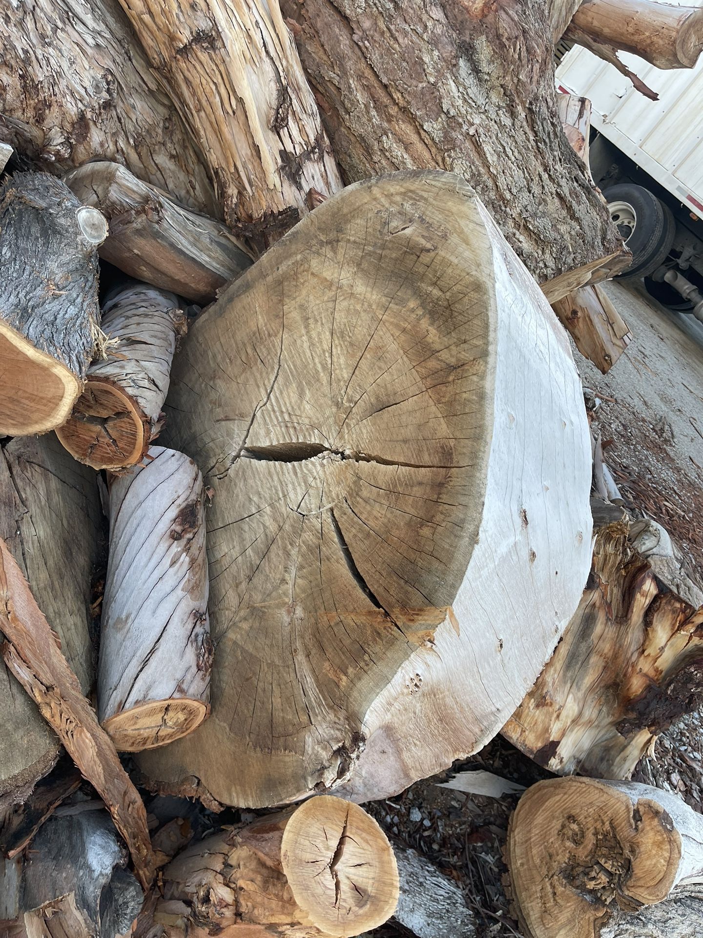 Tree Trunk Rounds