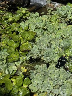 Live Water Lettuce And Water Hyacinth