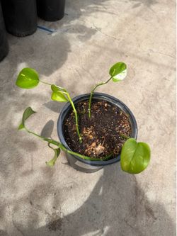 Pothos