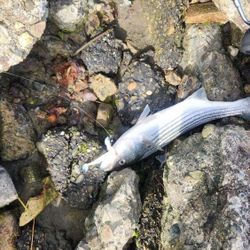 Pole And Setul For Bass Trout And Other