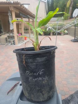 Dwarf Namwah thai banana plant