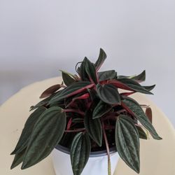 Peperomia Abricos