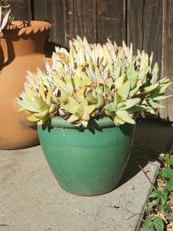 Small pot with succulents