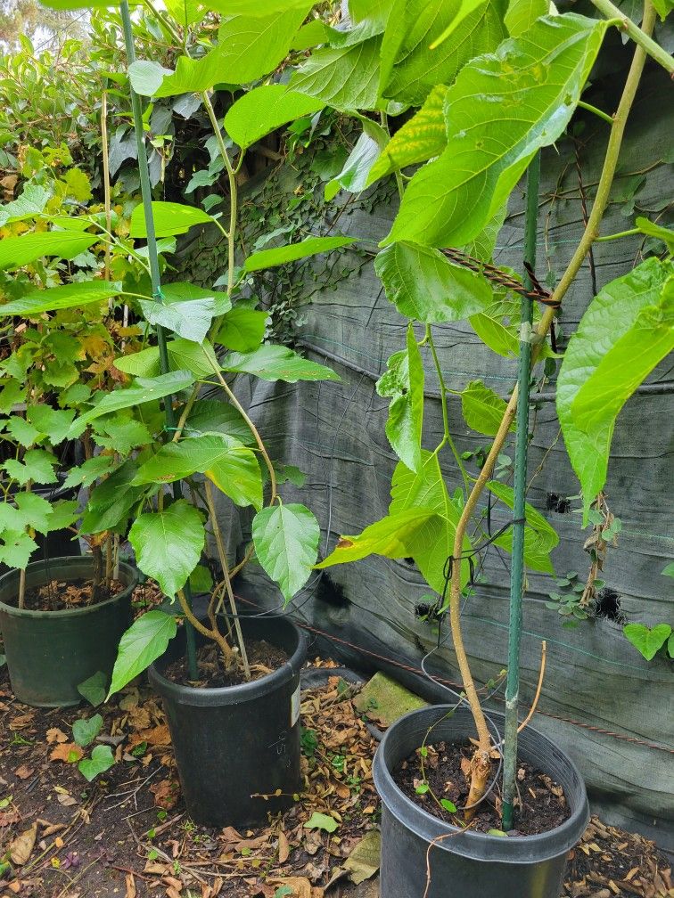 Mulberry Tree Home & Garden