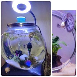 Cycled 2 1/2 Gallon Fish Bowl With all the fixings Plus Purple Dragon Male Guppy 