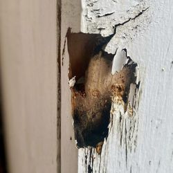 Rotten wood, termites, pests