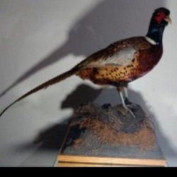 PHEASANT TAXIDERMY ARTWORK 
