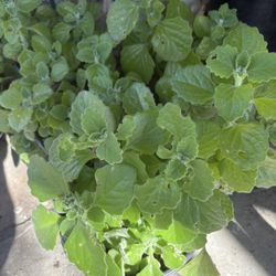 Vick Plants, Orégano , Loquat Tree