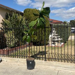 Fiddle Fig Leaf