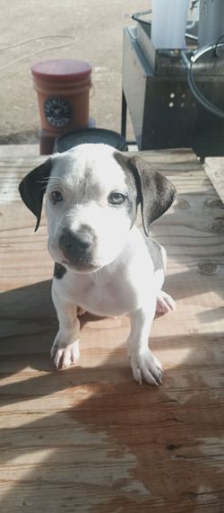 2 month old puppies looking for a home