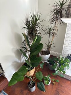 Indoor houseplants