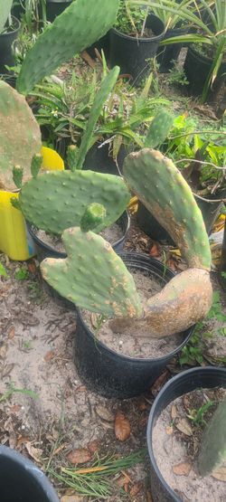 Prickly  Cactus - fruits