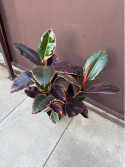 8” xl pink ruby rubber plant