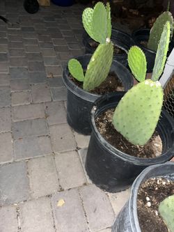 cacti/nopales