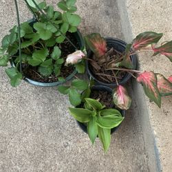 Plants For Sale