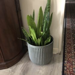 Healthy Snake Plant…. 