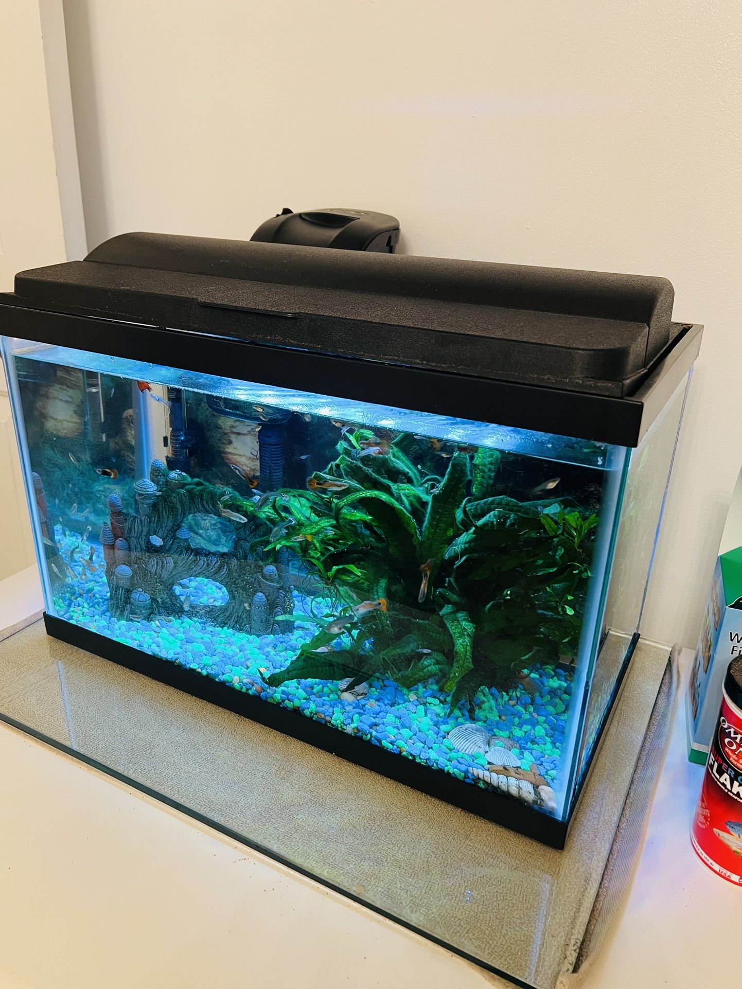 Aquarium 10 Gallons With Fish 