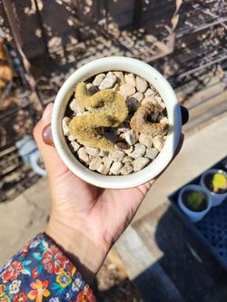 montrose bunny ear cactus