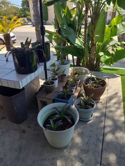 Bromeliad Farm