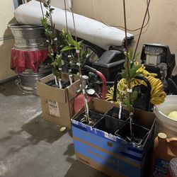 Baby Tangerine Trees 