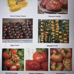 Heirloom Tomato Plants And Pepper Plants